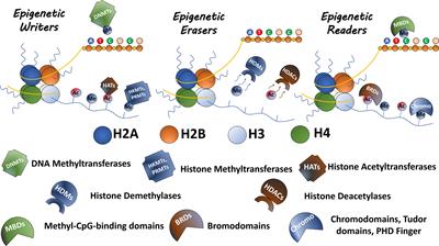 Epigenetic Mechanisms in Canine Cancer